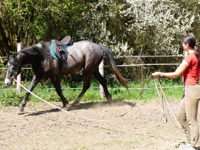 Jared na lonži krátce před obsedáním