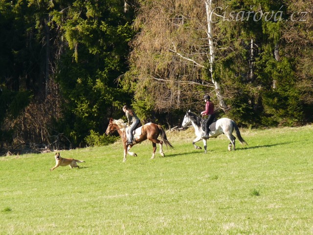 Naše pastviny v Čeleticích, Vikina a Divík testují povrch:-)