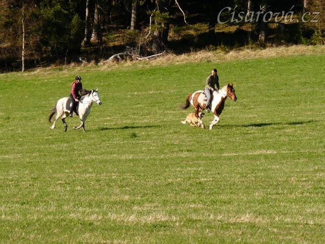 Naše pastviny v Čeleticích, Vikina a Divík testují povrch:-)
