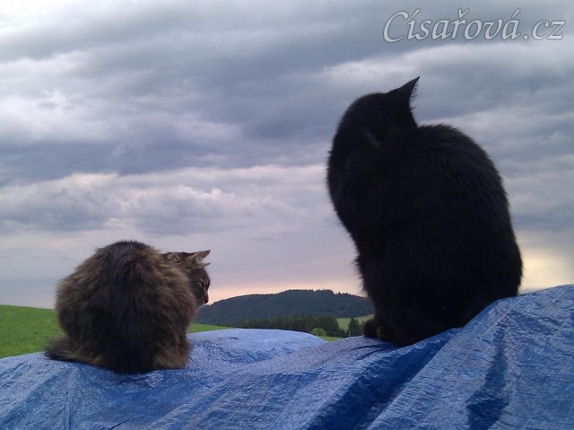 Naše kočky koukají do krajiny:-)