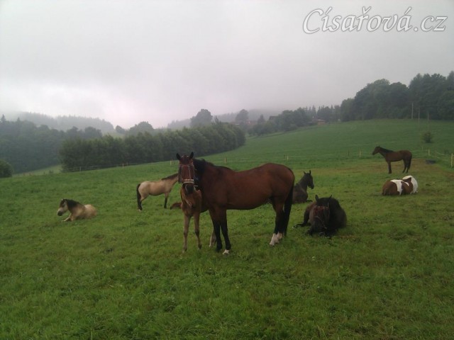 Stádo na pastvině, mají zrovna siestu po dešti