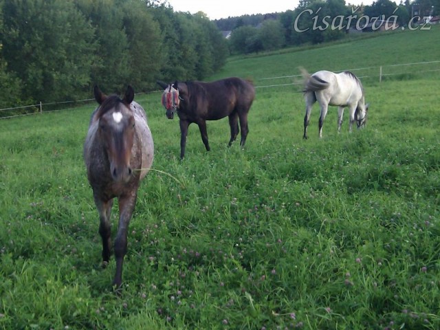 Stádečko mladých hřebců