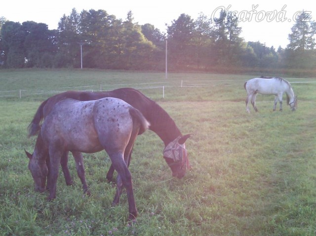 Stádečko mladých hřebců