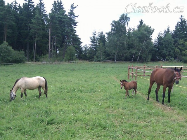 Největší s nejmenším - Chuezca a měsíc starý pony hřebeček Gimli