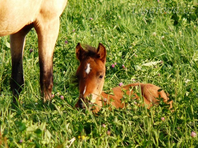 Měsíční hřebeček Gimli schovaný v jeteli