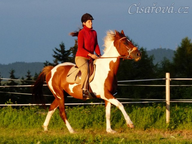 Vikina na jízdárně