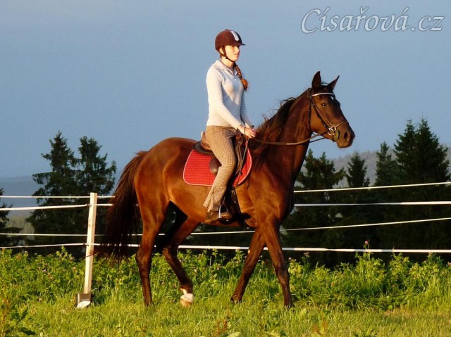 Arwen na jízdárně