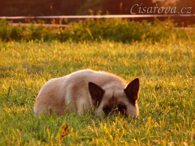 Samantha odpočívá ve večerním slunci