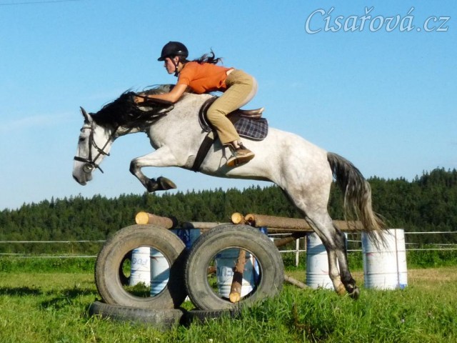 Divo při skokovém tréninku na jízdárně