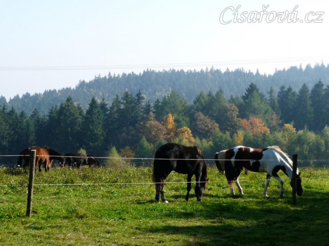 Koně ve vysoké trávě, říjen 2010