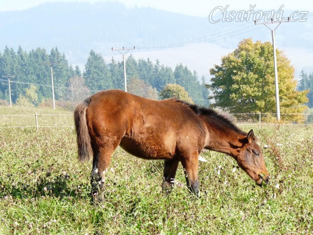 Ascara, půlroční hříbě Agáty