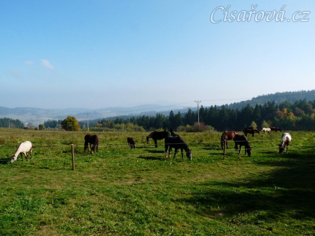 Ze zimního výběhu mají koně pěkný výhled do krajiny:-)