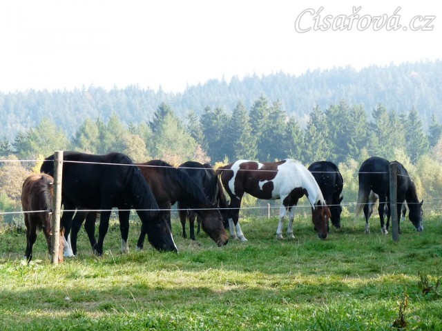 Koně v zimním výběhu