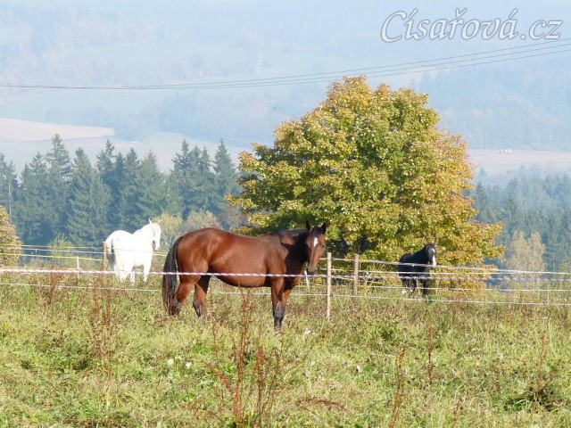 Koně ve vysoké trávě, říjen 2010