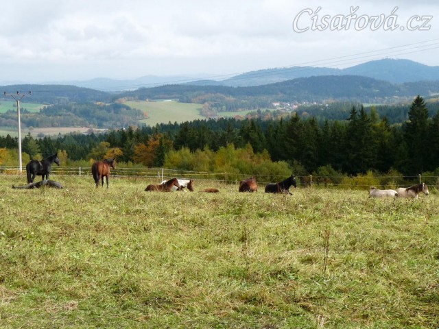 Stádo v zimním výběhu, odpočinek