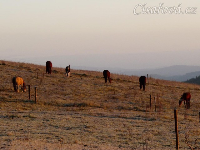 Konec října, východ slunce, ojíněná tráva v zimním výběhu