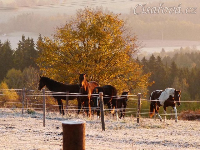Konec října, východ slunce, ojíněná tráva v zimním výběhu