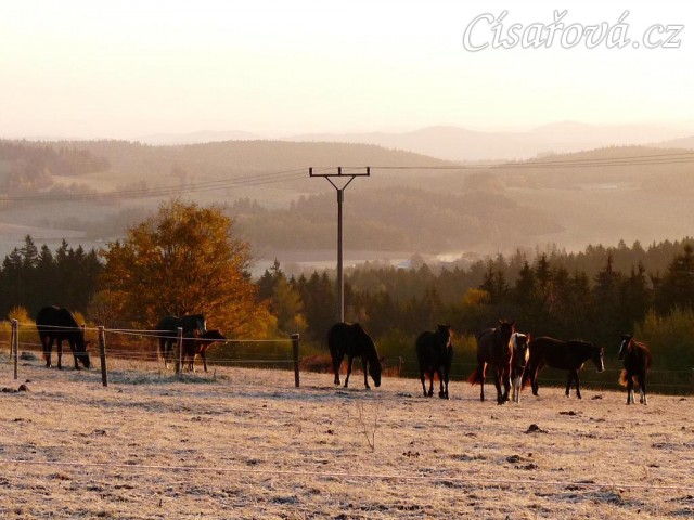 Konec října, východ slunce, ojíněná tráva v zimním výběhu