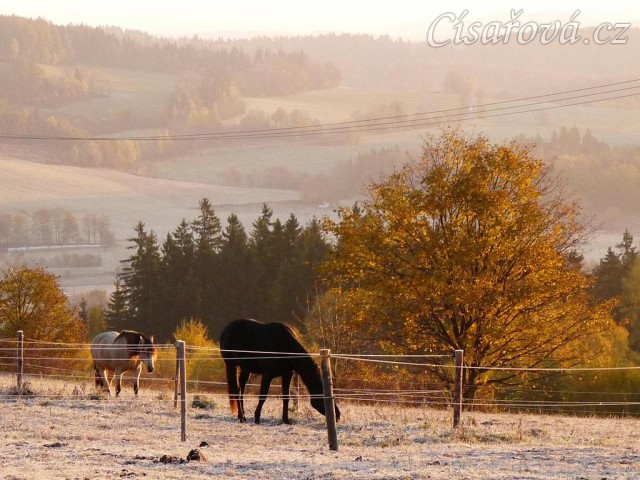 Konec října, východ slunce, ojíněná tráva v zimním výběhu