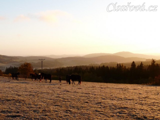 Konec října, východ slunce, ojíněná tráva v zimním výběhu