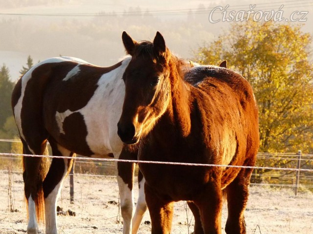 Odpočívající koně, brzké ráno na konci října