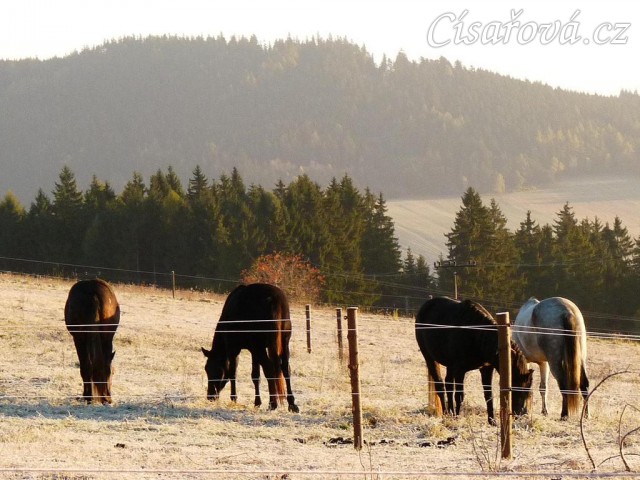 Konec října, východ slunce, ojíněná tráva v zimním výběhu