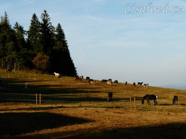 Všech 21 koní, kteří jsou momentálně u nás, na jedné fotce:-)
