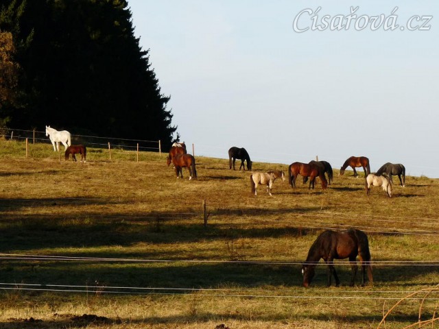Zimní výběh, konec října