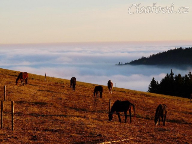 Ranní slunce, koně v zimním výběhu a jejich výhled do krajiny v mlze