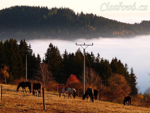 Ranní slunce, koně v zimním výběhu a jejich výhled do krajiny v mlze