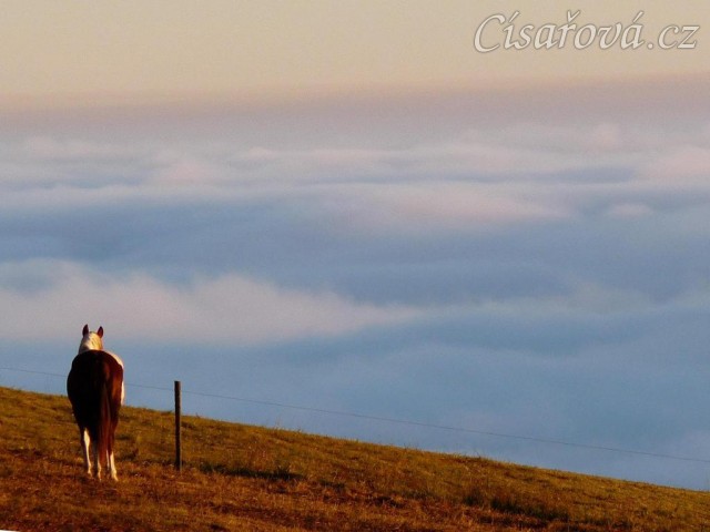 Ranní slunce, koně v zimním výběhu a jejich výhled do krajiny v mlze