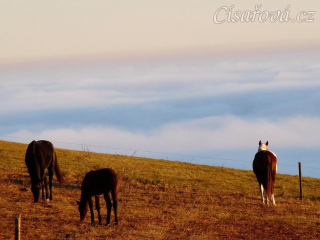 Ranní slunce, koně v zimním výběhu a jejich výhled do krajiny v mlze