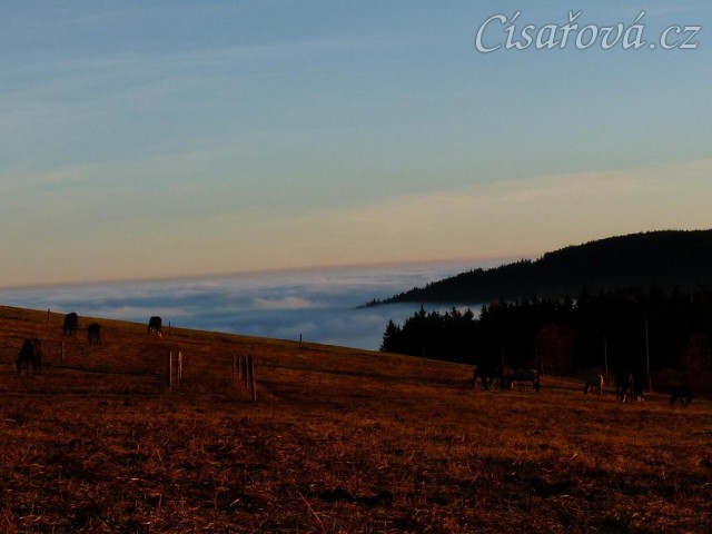 Ranní slunce, koně v zimním výběhu a jejich výhled do krajiny v mlze