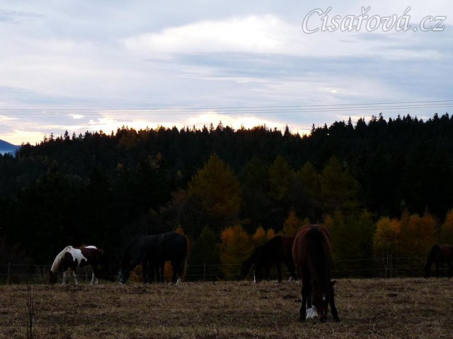 Koně v zimním výběhu, začátek listopadu