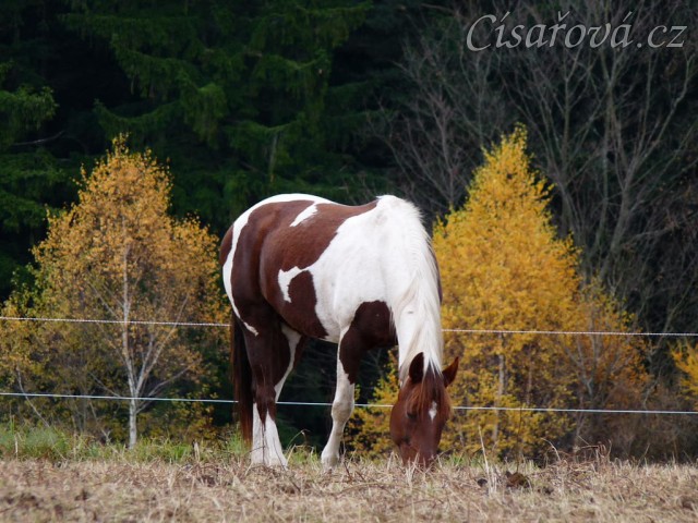 Koně v zimním výběhu, začátek listopadu