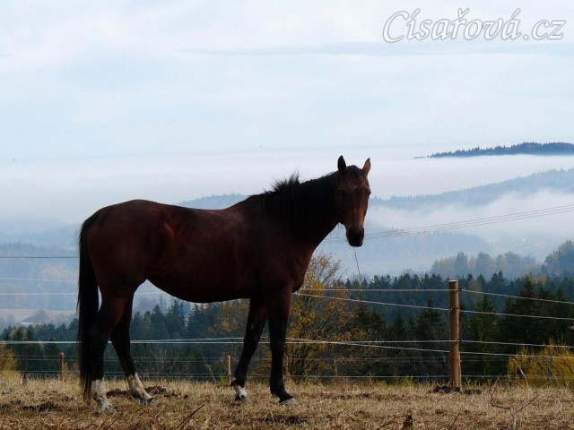 Agáta a kopce v mlze