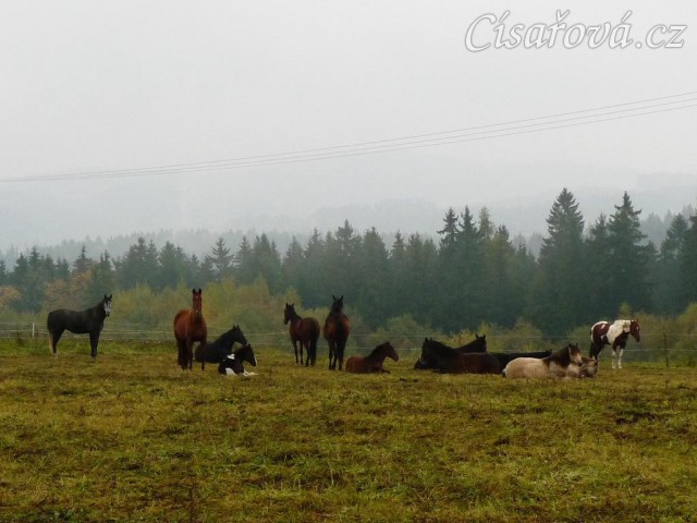 Stádo v zimním výběhu, odpočinek