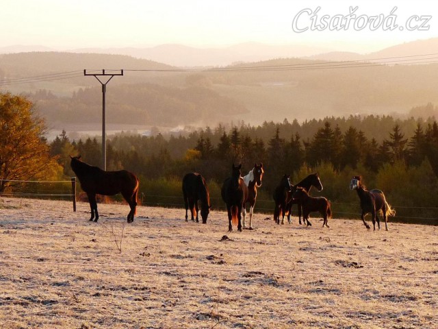 Konec října, východ slunce, ojíněná tráva v zimním výběhu