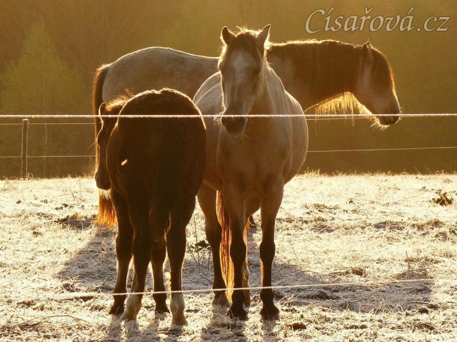 Odpočívající koně, brzké ráno na konci října