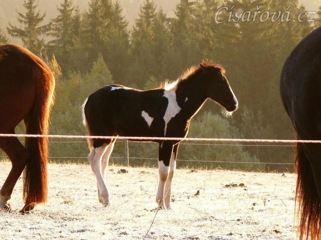 Odpočívající koně, brzké ráno na konci října