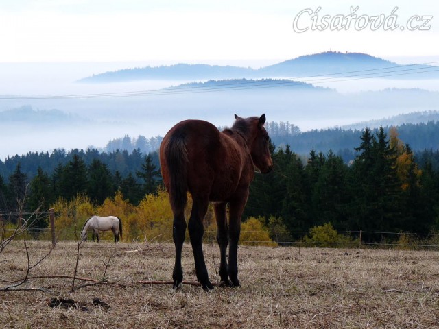 Koně v zimním výběhu, začátek listopadu