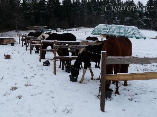 Krmení jádrem v ohrádkách, aby každý snědl jen svou porci:-)