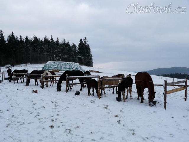 Krmení jádrem v ohrádkách, aby každý snědl jen svou porci:-)