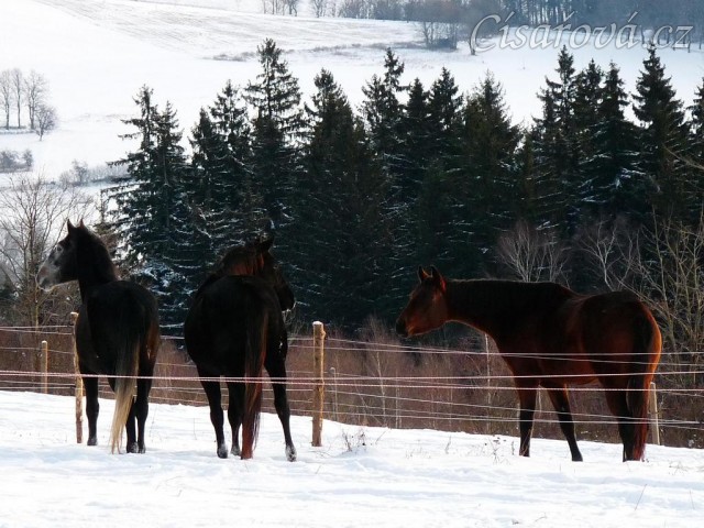 Hřebci a zvědavá kobyla:-)