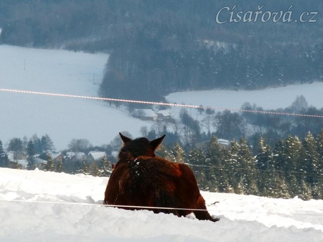 Ascara, půlroční hříbě, spánek s výhledem:-)