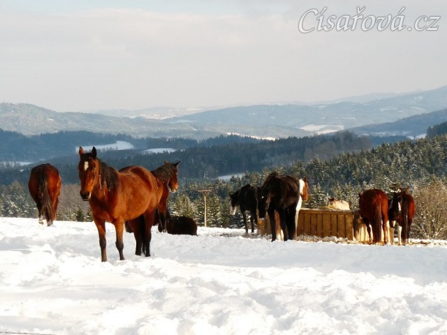 Stádo odpočívá u sena