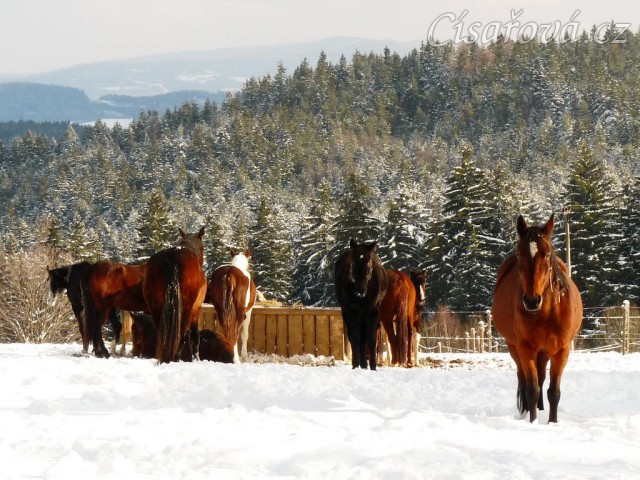 Stádo odpočívá u sena