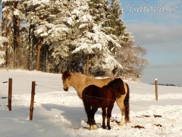 Galen s bráchou - půlročním Gimlim