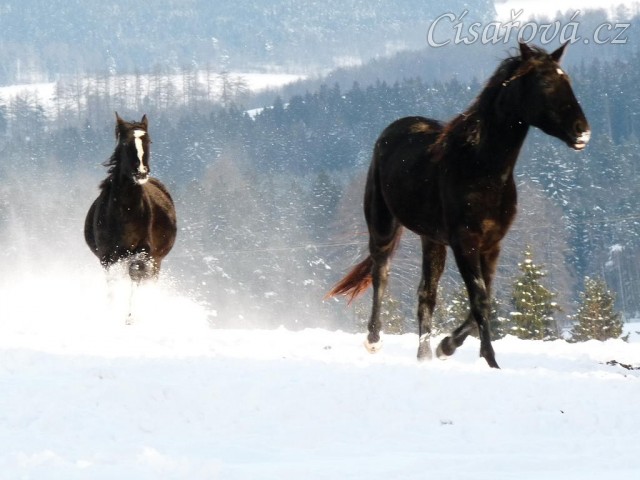 Mladé klisny běží