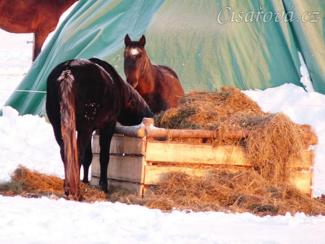 Hřebci u sena a jejich výtvor "seníku vař" :-)